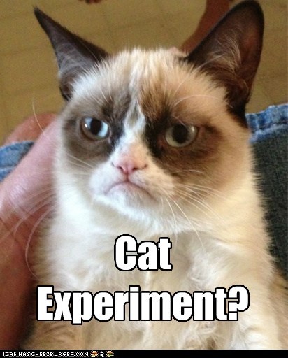 cat experiment